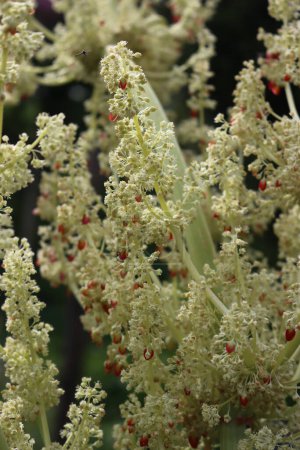 Nahaufnahme einer roten Rhabarberpflanze mit weißen Blüten an Zweigen im Gemüsegarten. Rheumatischer Rhabarber