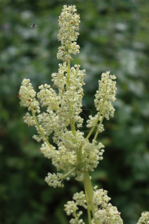 Close-up of red Rhubarb plant with white flowers on branches in the vegetable garden. Rheum rhabarbarum