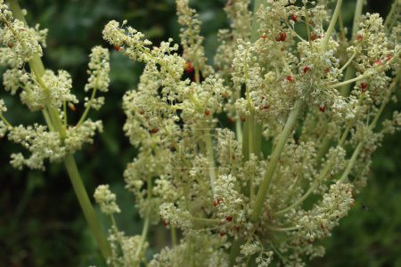 Close-up of red Rhubarb plant with white flowers on branches in the vegetable garden. Rheum rhabarbarum