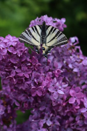 Petit papillon hirondelle sur des fleurs de Lilas pourpres sur des branches au printemps. Iphiclides podalirius papillon sur Syringa vulgaris dans le jardin 