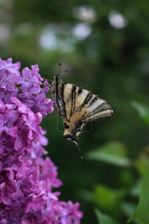 Petit papillon hirondelle sur des fleurs de Lilas pourpres sur des branches au printemps. Iphiclides podalirius papillon sur Syringa vulgaris dans le jardin 