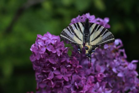 Mariposa de cola de golondrina escasa sobre flores lila púrpura en ramas en primavera. Iphiclides podalirius mariposa en Syringa vulgaris en el jardín 