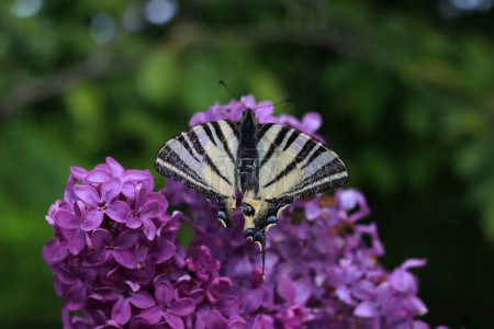 Scarce swallowtail butterfly on purple Lilac flowers on branches on springtime. Iphiclides podalirius butterfly on Syringa vulgaris in the garden 