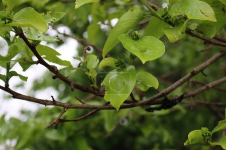 Close-up of Diospyros kaki tree with young fresh fruits and leaves damaged by hailstones on springtime. Hailstorm on orchard