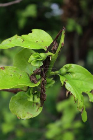 Nahaufnahme eines Diospyros-Kaki-Baumes mit jungen frischen Früchten und Blättern, die im Frühling durch Hagelkörner beschädigt wurden. Hagelschlag auf Obstplantage