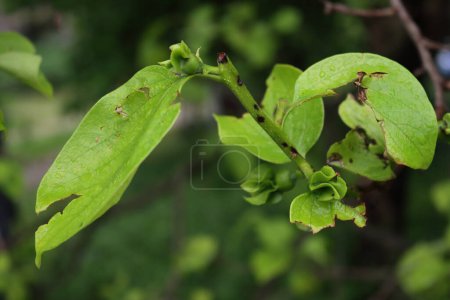 Gros plan de l'arbre Diospyros kaki avec de jeunes fruits frais et des feuilles endommagées par les grêlons au printemps. Tempête de grêle sur le verger