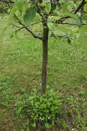 Neue Apfelbaumsauger wachsen an der Basis eines etablierten Baumes im Obstgarten. Malus domestica