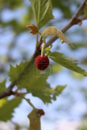 Plano o árbol de sicomoro con hojas verdes nuevas y frutos rojos en las ramas. Platanus occidentalis en primavera