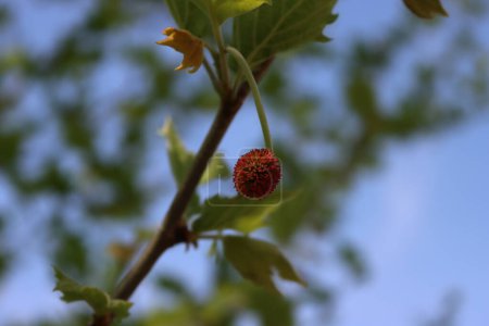 Plane or Sycamore tree with  green new leaves and red fruits on branches. Platanus occidentalis on springtime