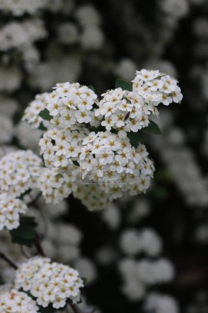 Primer plano de Spiraea o Spirea Vanhouttei arbusto en flor con muchas ramas con hermosas flores blancas en primavera