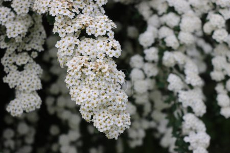Gros plan sur Spiraea ou Spirea Vanhouttei buisson en fleurs avec de nombreuses branches avec de belles fleurs blanches au printemps