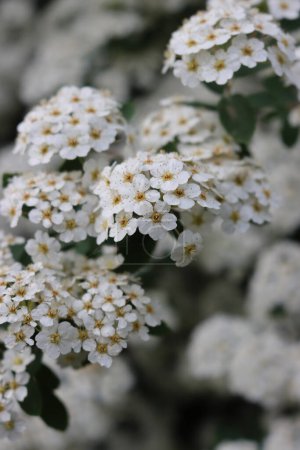 Photo for Close-up of  Spiraea or Spirea Vanhouttei bush in bloom with many branches with beautiful white flowers on springtime - Royalty Free Image