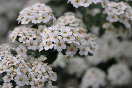 Nahaufnahme von Spiraea oder Spirea Vanhouttei-Strauch in voller Blüte mit vielen Zweigen und schönen weißen Blüten im Frühling