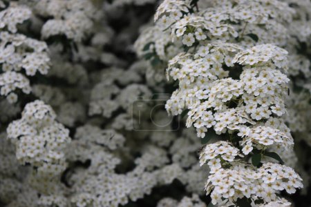 Close-up of  Spiraea or Spirea Vanhouttei bush in bloom with many branches with beautiful white flowers on springtime