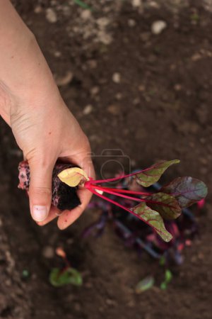 Detail weiblicher Hände beim Verpflanzen bunter Mangold-Pflanzen im Gemüsegarten