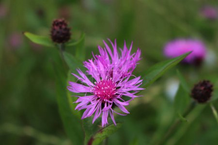 Close-up of pink flowers of Centaurea phrygia, also called Wig knapweed in the meadow 