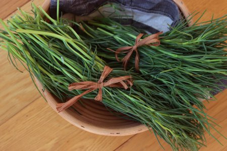 Bunch of fresh Salsola soda in a basket on wooden table. Italian Barba di frate or Agretti or Saltwort on wooden background