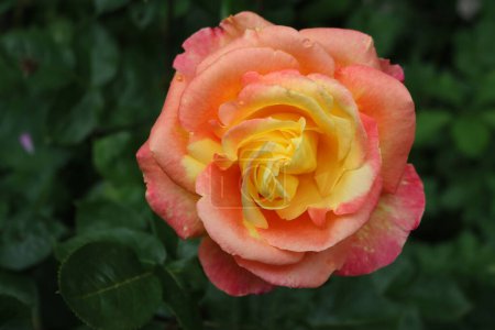 Close-up of yellow and pink flower of Rose Pullman Orient Express in the flowerbed on springtime