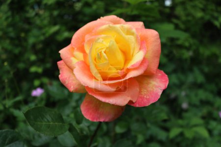 Gros plan de la fleur jaune et rose de Rose Pullman Orient Express dans le parterre de fleurs au printemps