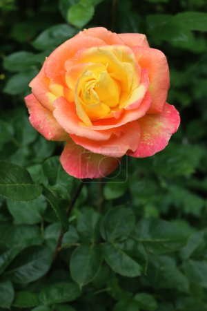Nahaufnahme der gelben und rosa Blüte von Rose Pullman Orient Express im Blumenbeet im Frühling