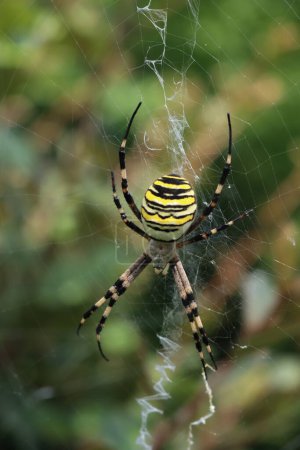Close-up of Wasp spider on his web. Black and yellow striped Argiope bruennichi wasp spider 