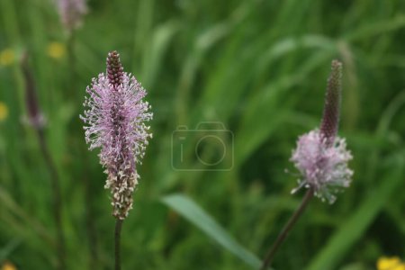 Close-up of Lanceolata or ribworth plantain herb in bloom in the meadow. Plantago lanceolata