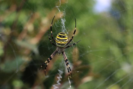 Close-up of Wasp spider on his web. Black and yellow striped Argiope bruennichi wasp spider 