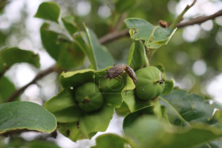 Marrón Marmorated insecto escudo en fruta caqui verde en rama. Halyomorpha halys infestación en huerto de Diospyros kaki