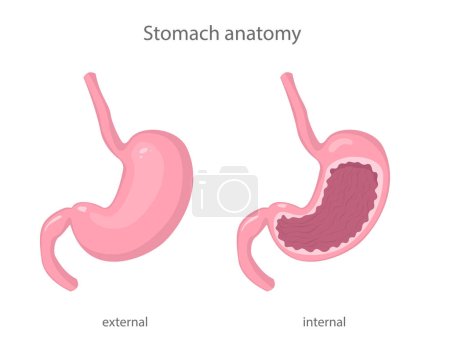 Illustration for Scientific illustration of human healthy stomach external and internal view in realistic style with shadows and highlights. Vector illustration - Royalty Free Image