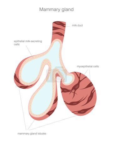 Téléchargez les illustrations : Microstructure de la glande mammaire avec types de cellules et de tissus représentés. Illustration vectorielle - en licence libre de droit
