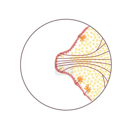Téléchargez les illustrations : Diagramme de section transversale du mamelon femelle humaine en cercle. Microstructure du sein avec tissus, glandes Montgomerys, conduits de lait avec sinus montrés. Illustration vectorielle - en licence libre de droit