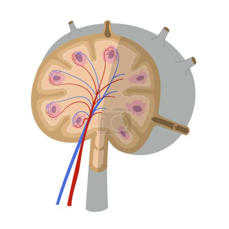 Ilustración de Anatomía de un ganglio linfático. Esquema simplificado que muestra la estructura externa e interna. Ilustración vectorial - Imagen libre de derechos