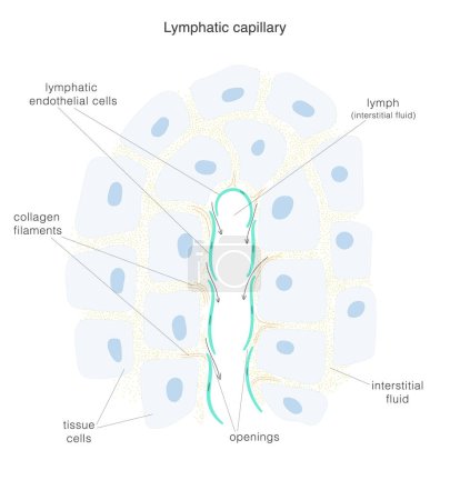 The lymph system. Structure of the terminal end of lymphatic capillary and surrounding tissue. Vector illustration
