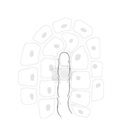 Ilustración de El dibujo de línea del sistema linfático. Estructura del extremo terminal del capilar linfático y del tejido circundante. Ilustración vectorial - Imagen libre de derechos