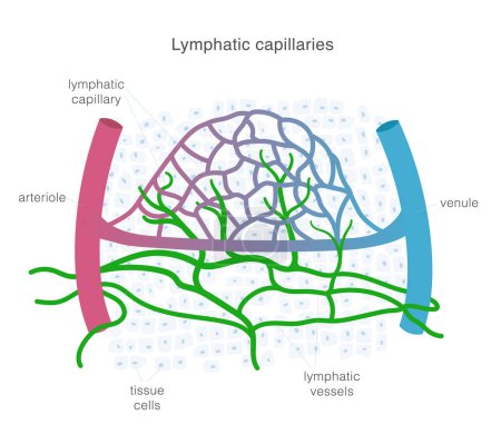 Sistema linfático de capilares y vasos en complejo con vasos sanguíneos. Ilustración científica de la circulación linfática. Ilustración vectorial
