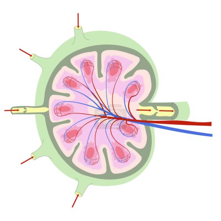 Ilustración de Anatomía de un ganglio linfático. Esquema simplificado que muestra la estructura externa e interna. Ilustración vectorial - Imagen libre de derechos