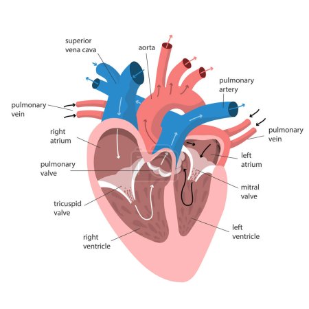 Anatomie des Herzens mit Bildunterschriften. Interne Struktur des menschlichen Organs farbiges Diagramm für Bildung und Wissenschaft. Vektorillustration