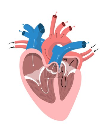 Illustration for Anatomy of the heart with directions of blood flow. Internal structure of human organ coloured diagram for education and science. Vector illustration - Royalty Free Image