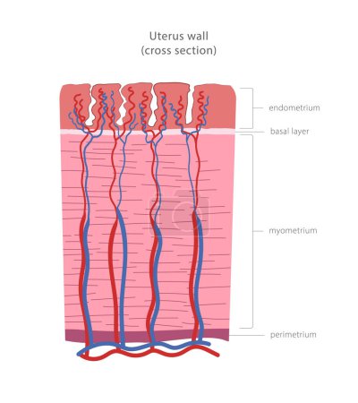 Illustration for Uterus wall cross section diagram. Uterine layers: perimetrium, myometrium, endometrium. Vector illustration - Royalty Free Image