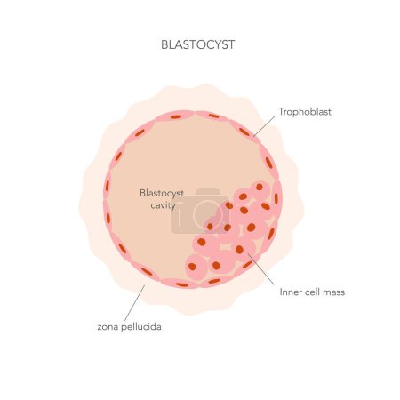 Flat illustration of blastocyst cell structure with captions. Vector illustration