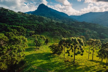 Téléchargez les photos : Vue aérienne d'une zone rurale avec champ de maïs, montagnes, araucaria et lumière du soleil douce à Santa Catarina, Brésil - en image libre de droit