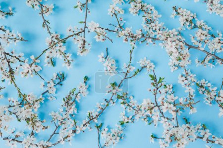 Foto de Fondo floral de flores blancas en flor sobre azul. Asiento plano, vista superior. Fondo de primavera. - Imagen libre de derechos