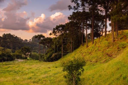 Téléchargez les photos : Nuages aux couleurs du coucher du soleil araucaria et forêt à Santa Catarina, Brésil. - en image libre de droit