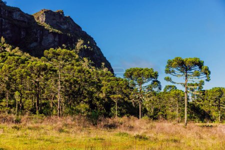 Téléchargez les photos : Canyon avec araucaria et rochers à Urubici, Santa Catarina, Brésil - en image libre de droit