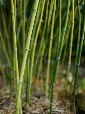 Foto de Tallos verdes de bambú en el jardín de la casa de verano - Imagen libre de derechos
