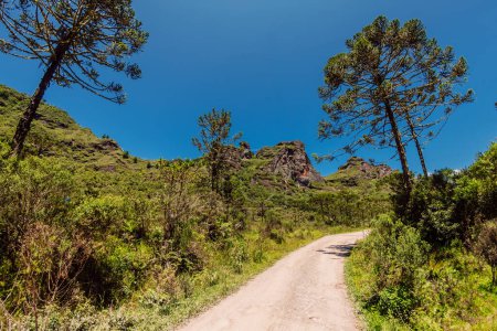 Téléchargez les photos : Route avec arbres Araucaria dans la région d'Urubici, Brésil - en image libre de droit