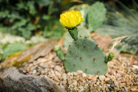 Téléchargez les photos : Blossom Opuntia engelmannii avec fleur jaune. Cactus fleuri dans le jardin - en image libre de droit