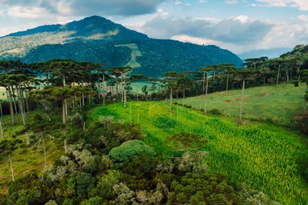 Téléchargez les photos : Aerial view of a rural area with corn field, mountains and araucaria trees in Santa Catarina, Brazil - en image libre de droit