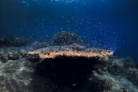 Téléchargez les photos : Tropical underwater world with corals and blue fish in deep clear ocean - en image libre de droit