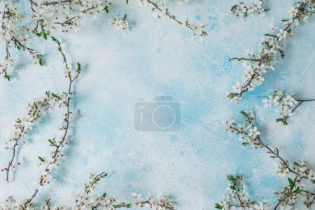 White fruit flowers isolated on blue background. Flat lay, top view. Spring time background.